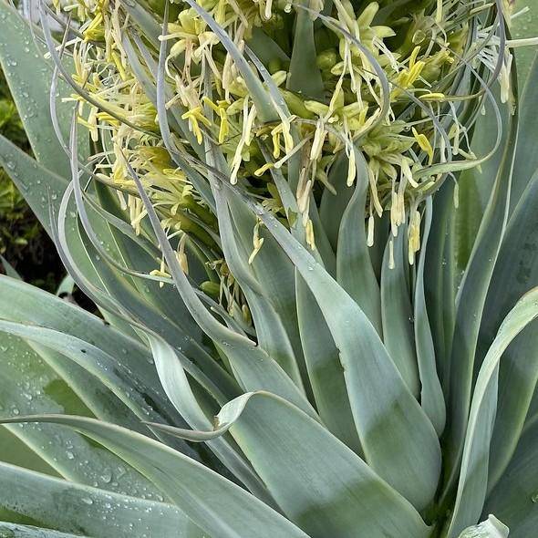 Aloe vera