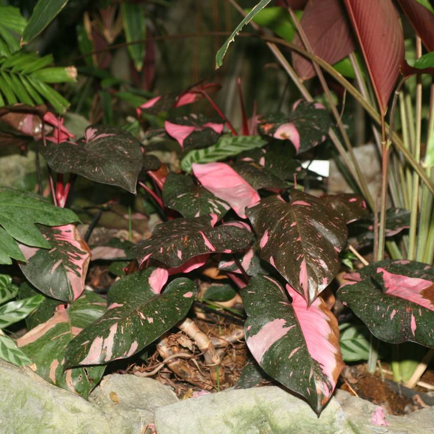 Philodendron 'Birkin'