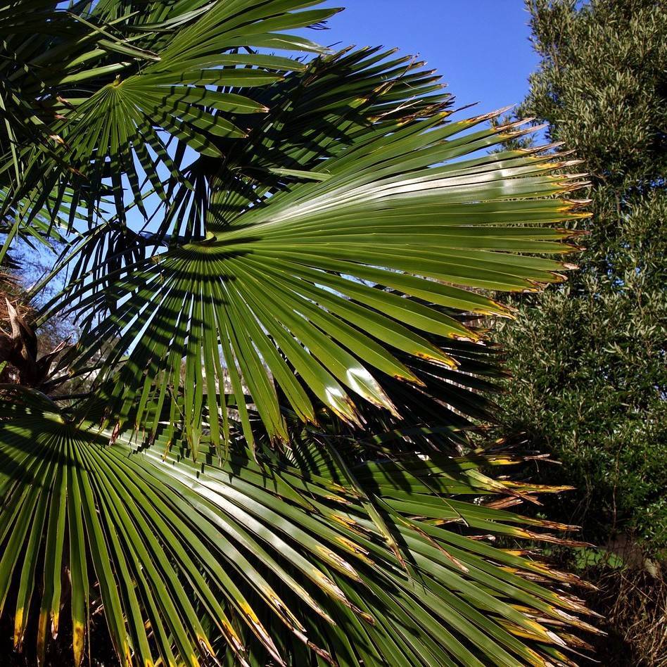 Hørpalme – Trachycarpus fortunei